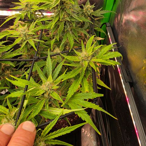 Gold Glue growlog timeline photo