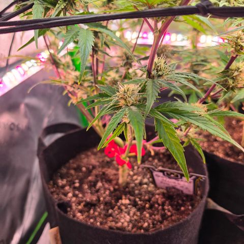 Gold Glue growlog timeline photo
