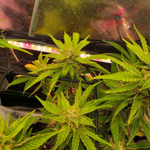 Gold Glue growlog timeline photo