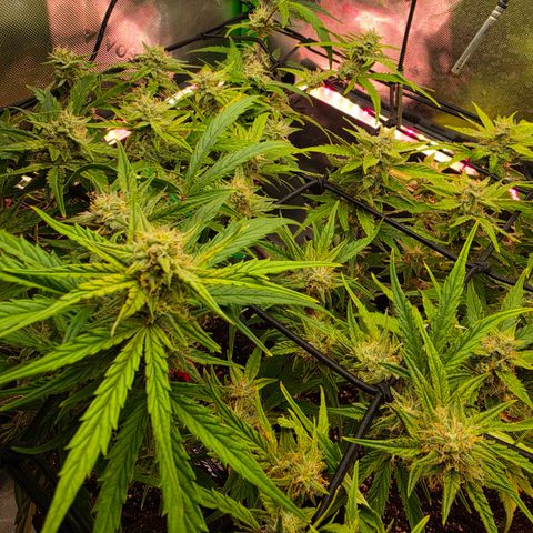 Gold Glue growlog timeline photo