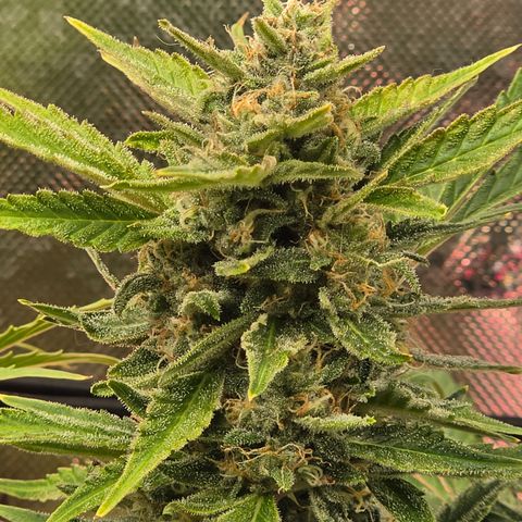 Gold Glue growlog timeline photo