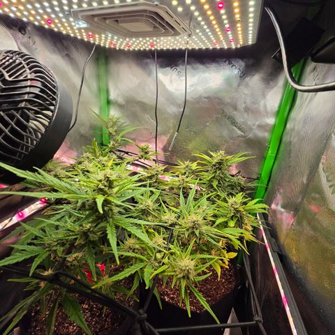 Gold Glue growlog timeline photo