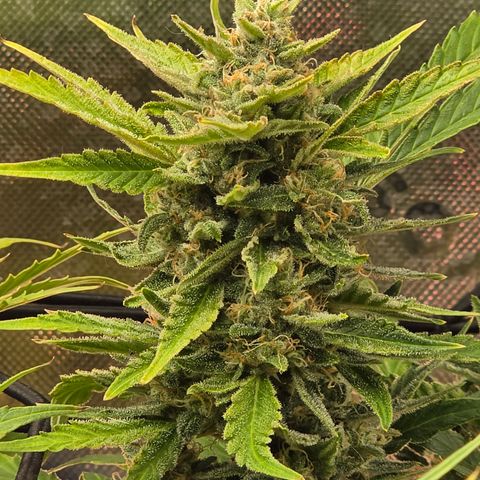 Gold Glue growlog timeline photo