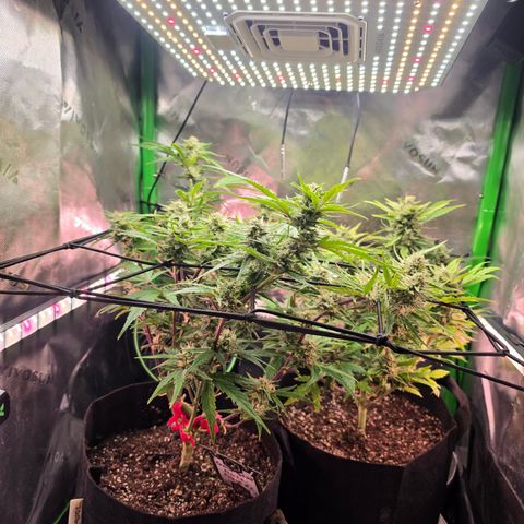 Gold Glue growlog timeline photo