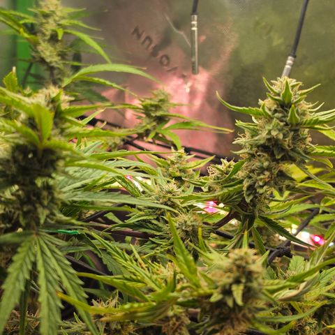 Gold Glue growlog timeline photo