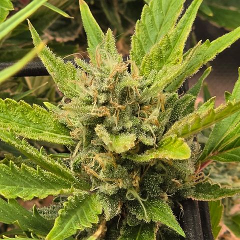 Gold Glue growlog timeline photo