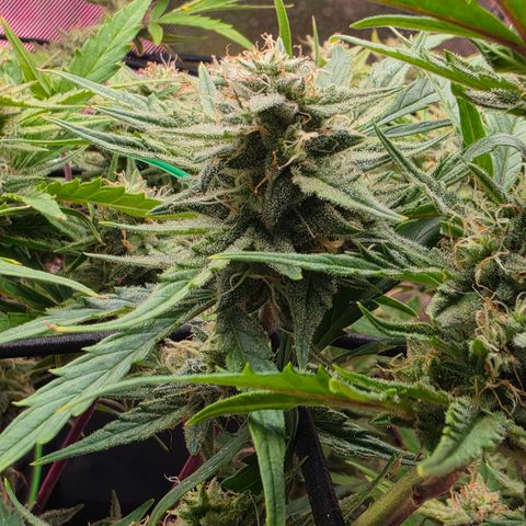 Gold Glue growlog timeline photo
