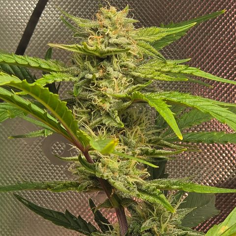 Gold Glue growlog timeline photo