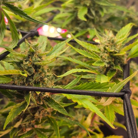 Gold Glue growlog timeline photo