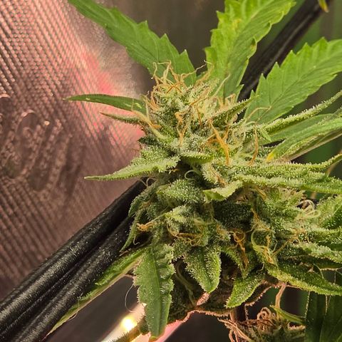 Gold Glue growlog timeline photo