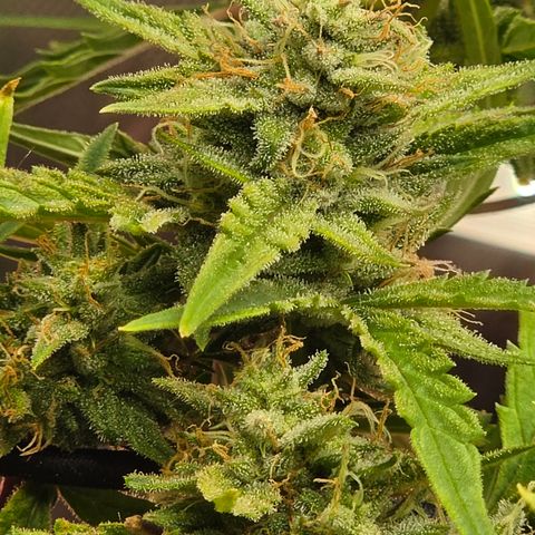 Gold Glue growlog timeline photo