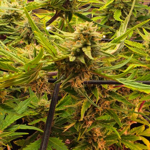 Gold Glue growlog timeline photo