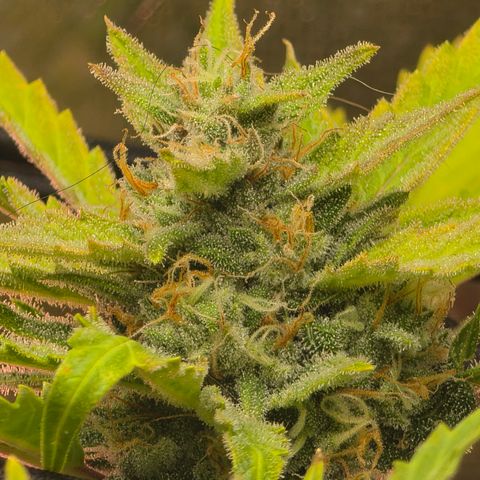 Gold Glue growlog timeline photo