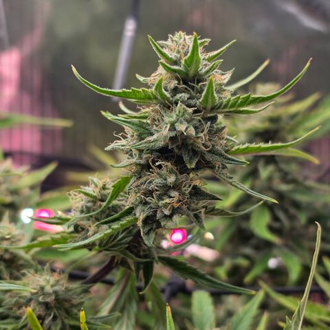 Gold Glue growlog timeline photo