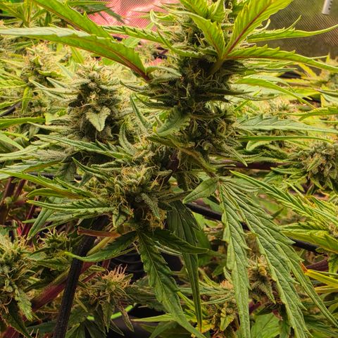 Gold Glue growlog timeline photo