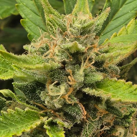 Gold Glue growlog timeline photo