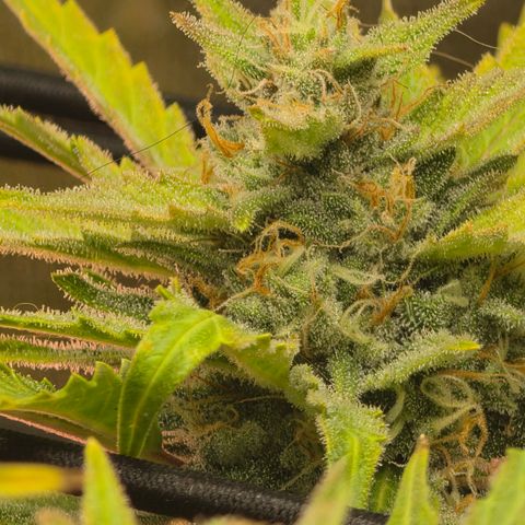 Gold Glue growlog timeline photo