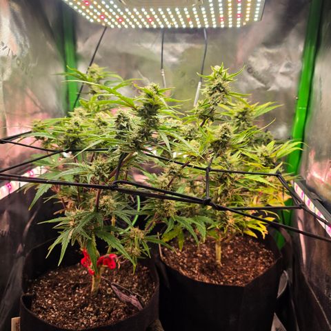 Gold Glue growlog timeline photo