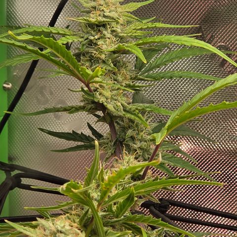 Gold Glue growlog timeline photo