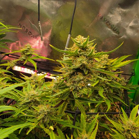 Gold Glue growlog timeline photo