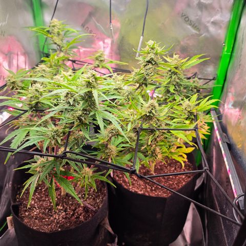 Gold Glue growlog timeline photo