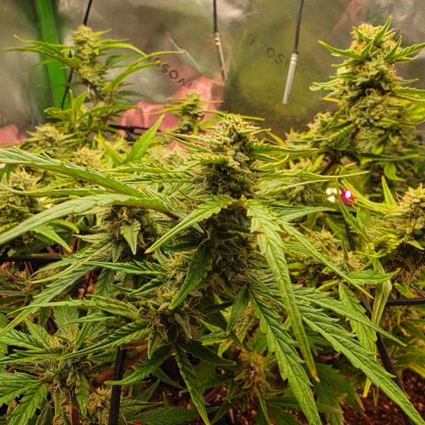 Gold Glue growlog timeline photo