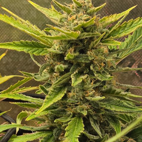 Gold Glue growlog timeline photo