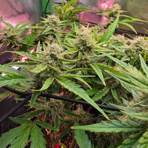 Gold Glue growlog timeline photo