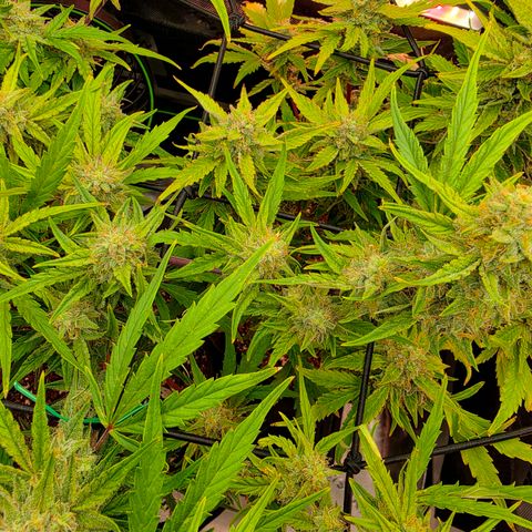 Gold Glue growlog timeline photo