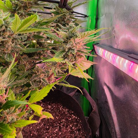 Gold Glue growlog timeline photo
