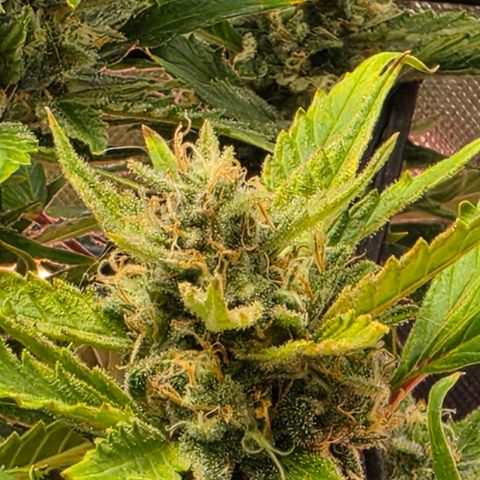 Gold Glue growlog timeline photo