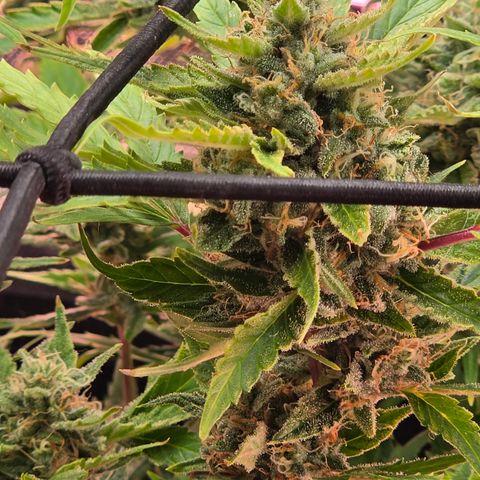 Gold Glue growlog timeline photo