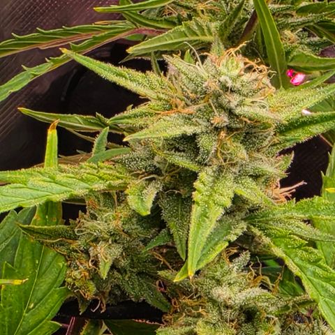Gold Glue growlog timeline photo