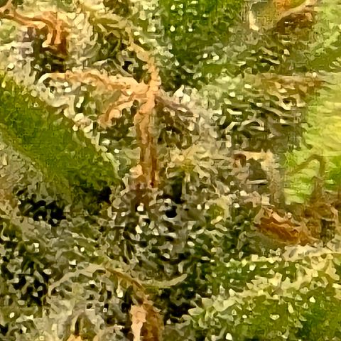 Gold Glue growlog timeline photo