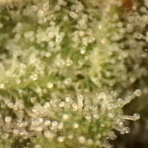 Gold Glue growlog timeline photo