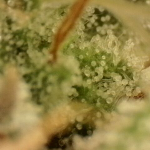 Gold Glue growlog timeline photo