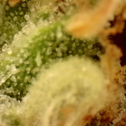 Gold Glue growlog timeline photo