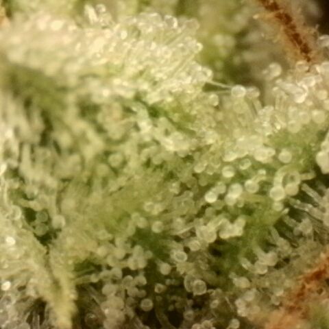 Gold Glue growlog timeline photo