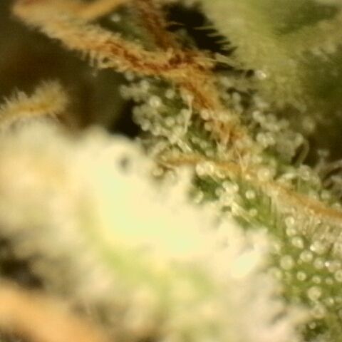 Gold Glue growlog timeline photo
