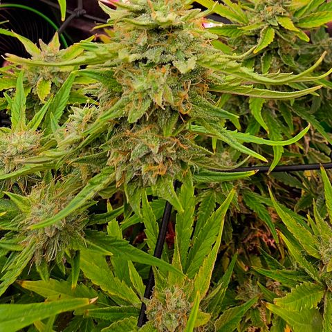 Gold Glue growlog timeline photo