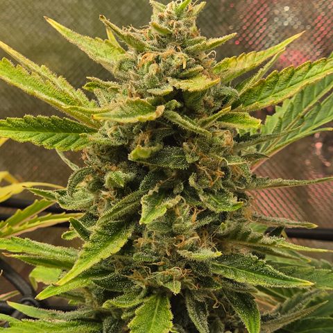 Gold Glue growlog timeline photo