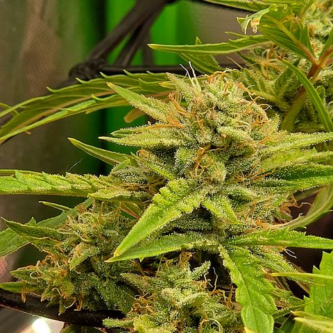 Gold Glue growlog timeline photo