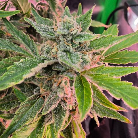 Gold Glue growlog timeline photo