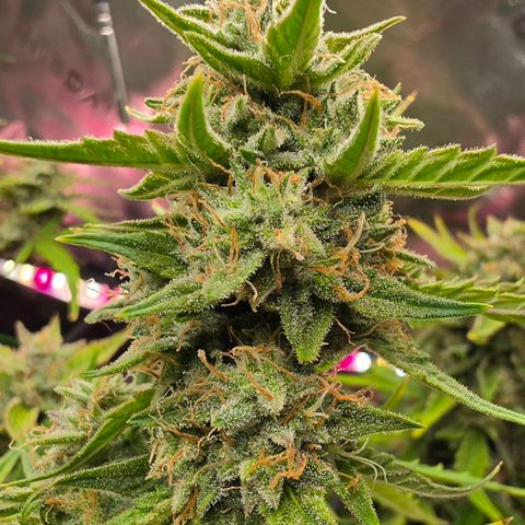 Gold Glue growlog timeline photo