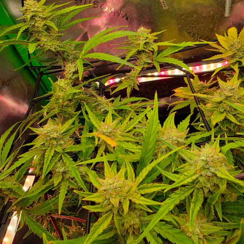 Gold Glue growlog timeline photo