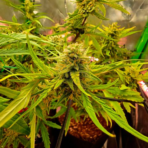 Gold Glue growlog timeline photo