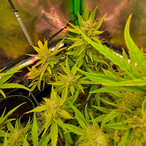 Gold Glue growlog timeline photo