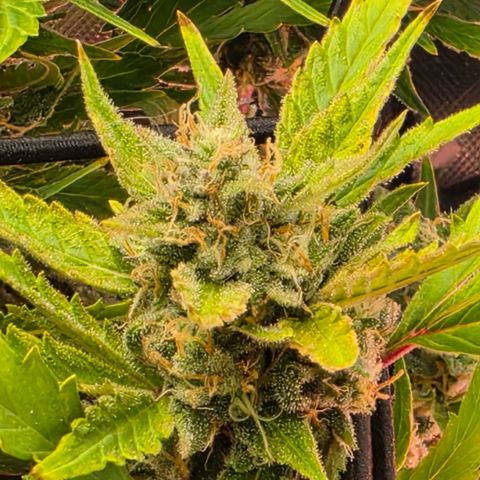 Gold Glue growlog timeline photo
