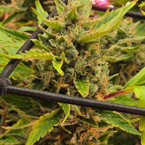 Gold Glue growlog timeline photo