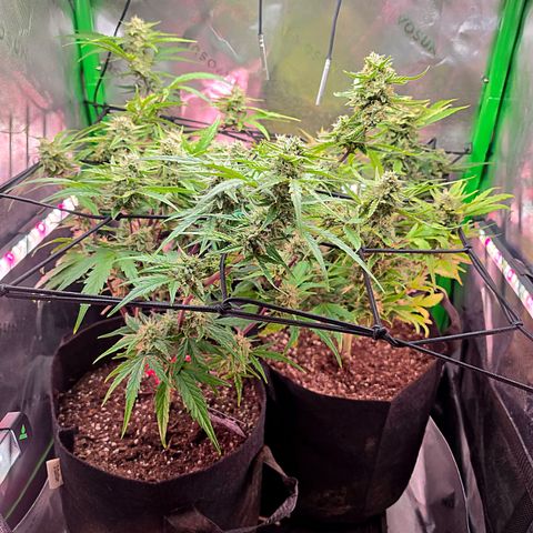 Gold Glue growlog timeline photo